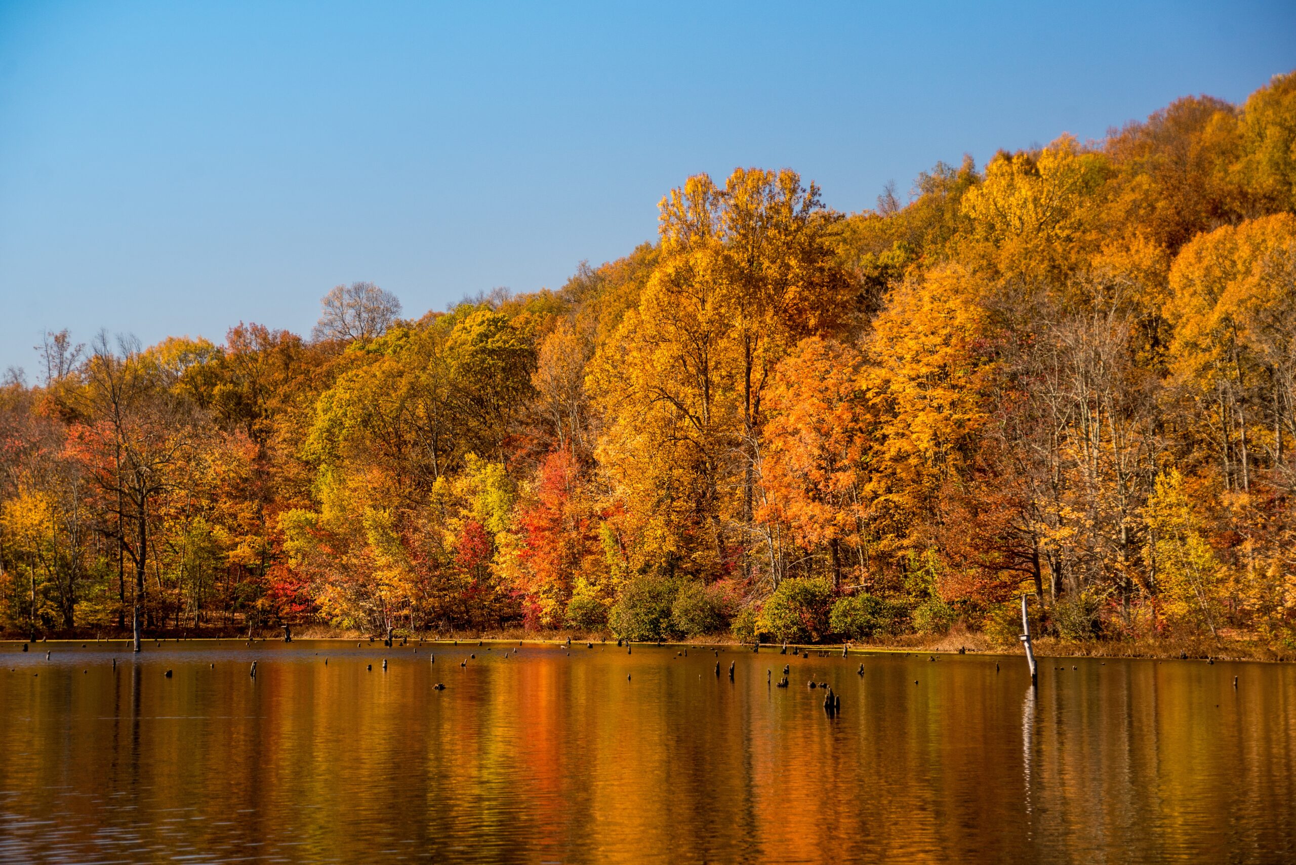 beautiful-shot-forest-beside-lake-reflection-colorful-autumn-trees-water